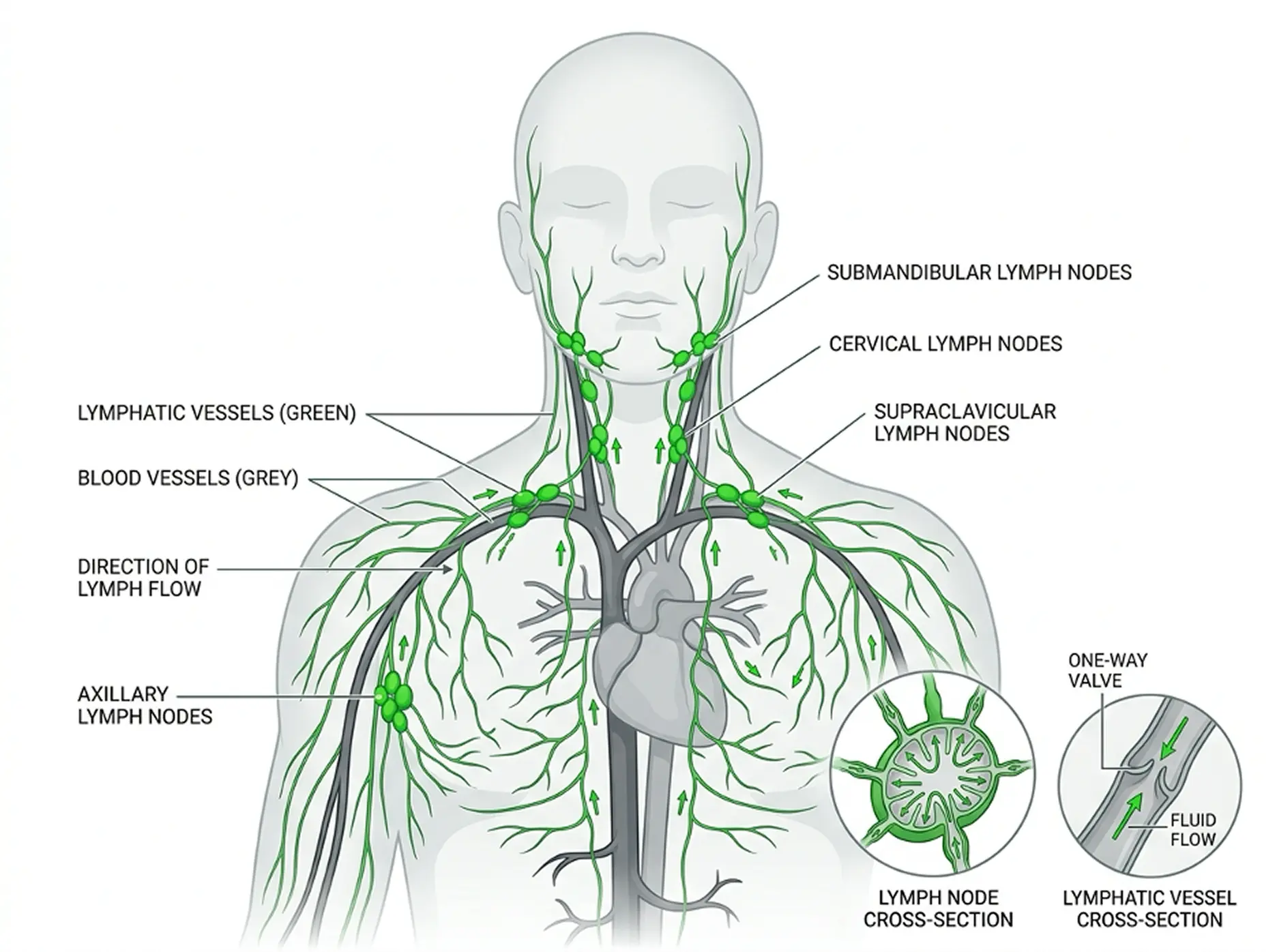 The two circulatory systems: blood vessels and the lymphatic network